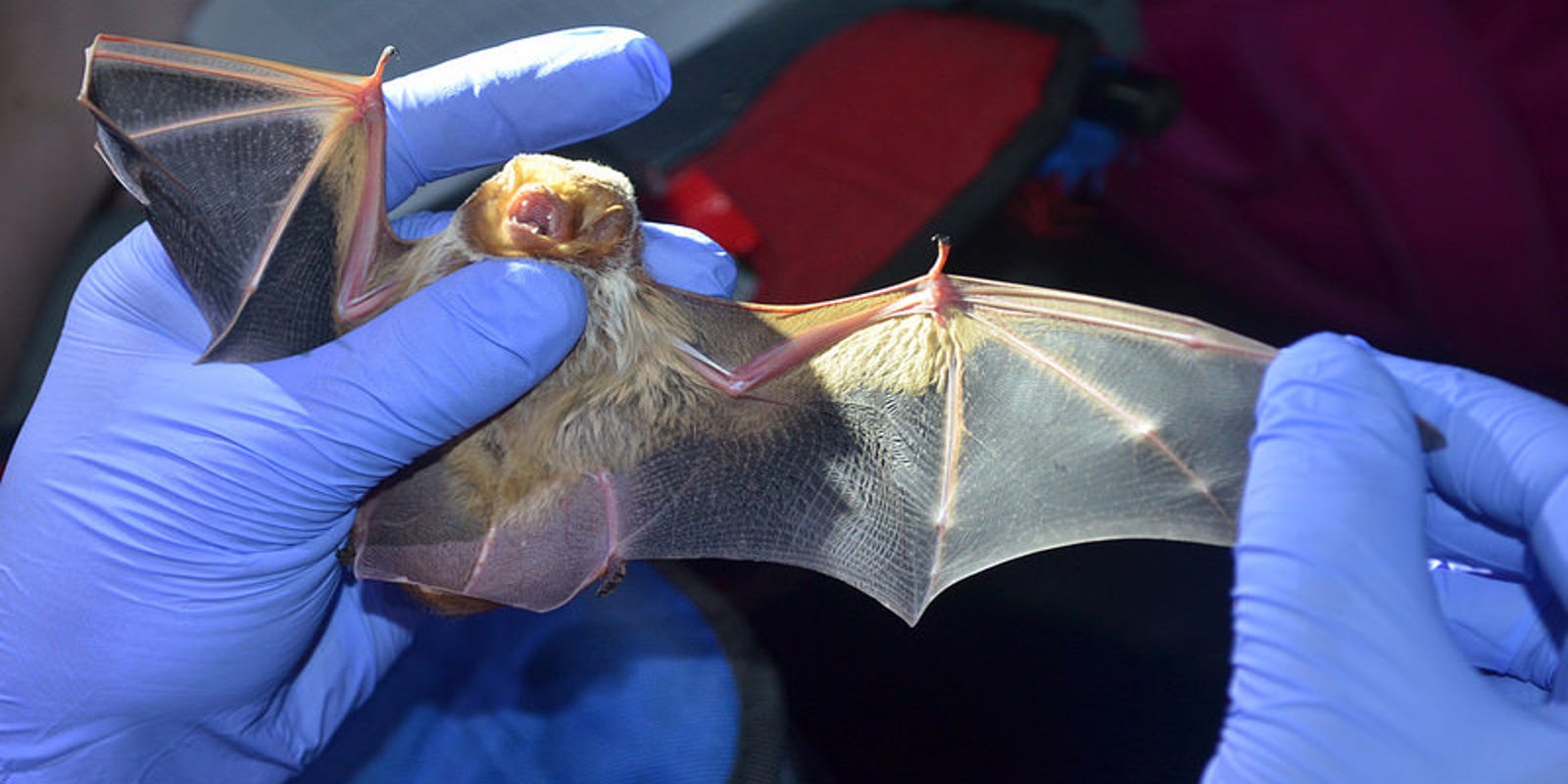 'Mist nets' safely catch bats in state parks