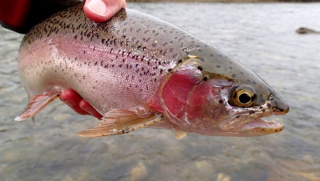 The Catharine Creek Chapter of Trout Unlimited will hold its annual banquet March 12.