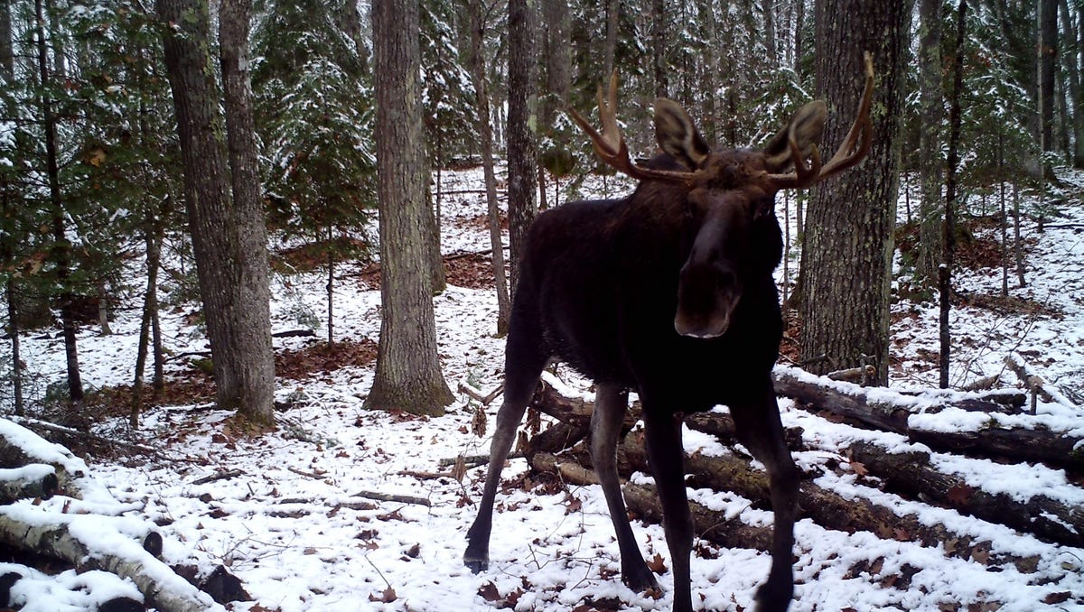 Moose in Wisconsin