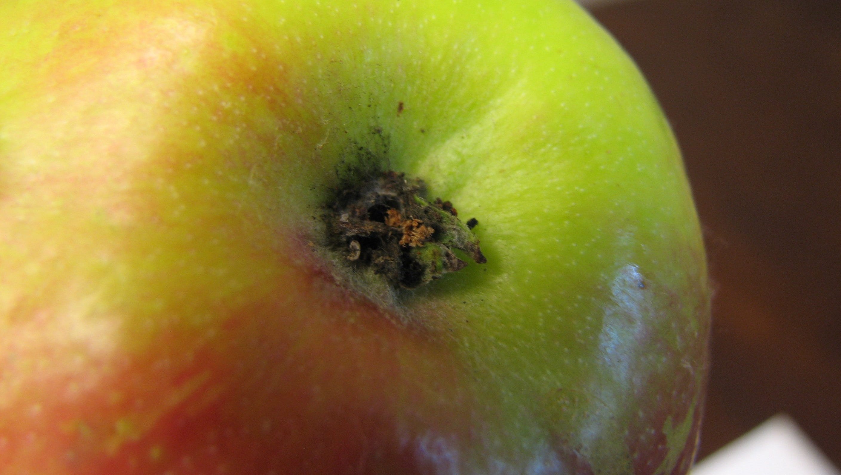 Worm your way out of apple pest problems