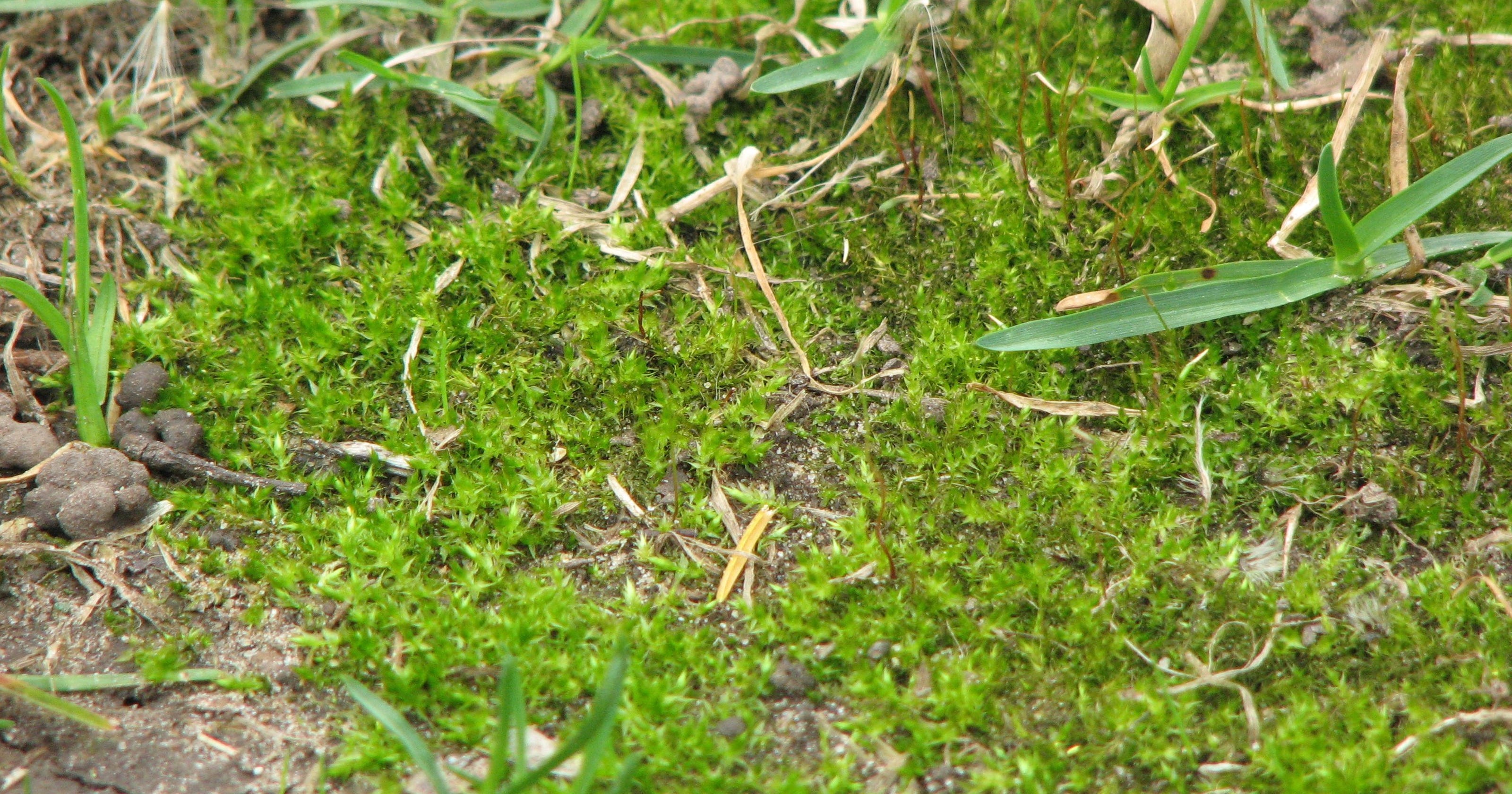 Lawn care What to do in early spring