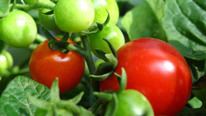 myercol19 - tomato plants. Photo credit: flickr.com/j_regan