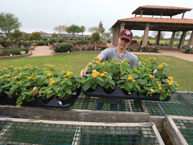 Big Bloom At The South Texas Botanical Gardens