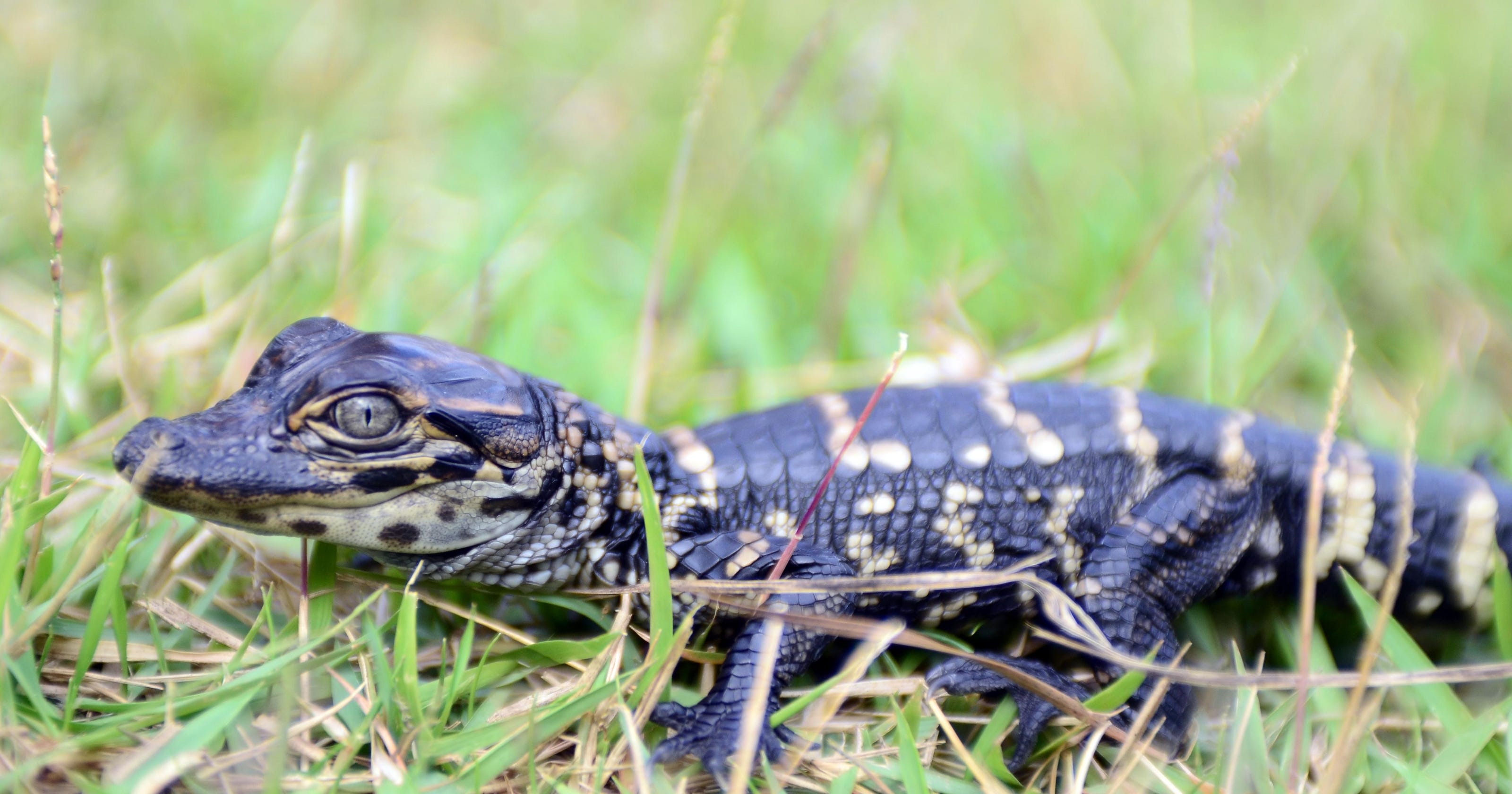 Hattiesburg Zoo welcomes 14 baby alligators