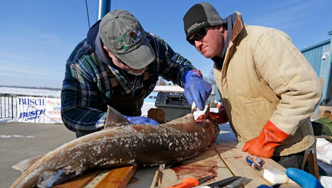 Scott Koehnke (left) and Jason Spaeth with the DNR check in the first sturgeon of the day at Waverly Beach in Menasha, Wis., on the second day of the sturgeon season, Sunday, February 14, 2016. John Vanelzen's sturgeon was 56.7 inches in length.