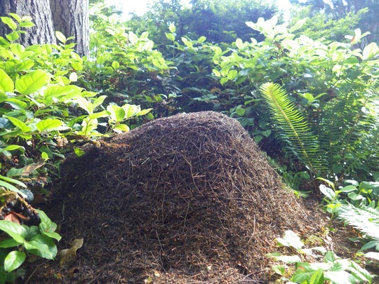 More Should Learn More About Thatch Ant The Handy Garden Helper