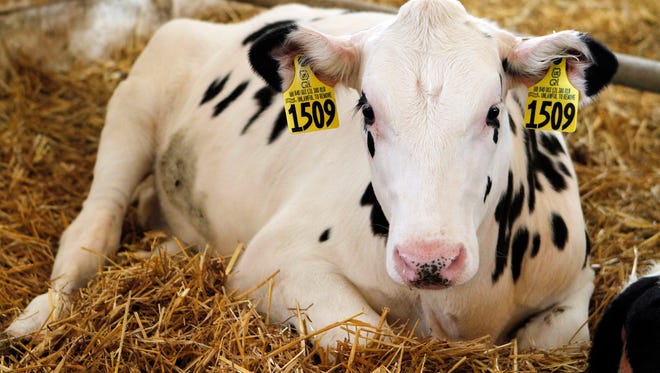 Download Managing Heifer Inventory On The Dairy Farm
