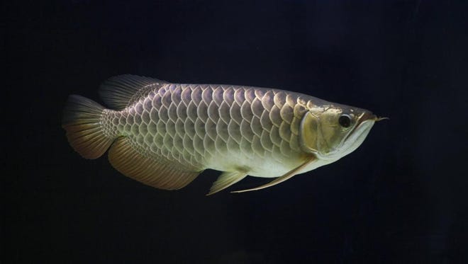 Illegal aquarium fish in california Illegal aquarium fish in california