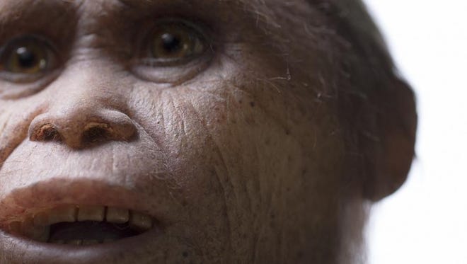 A reconstruction of Homo floresiensis by Atelier Elisabeth Daynes.
