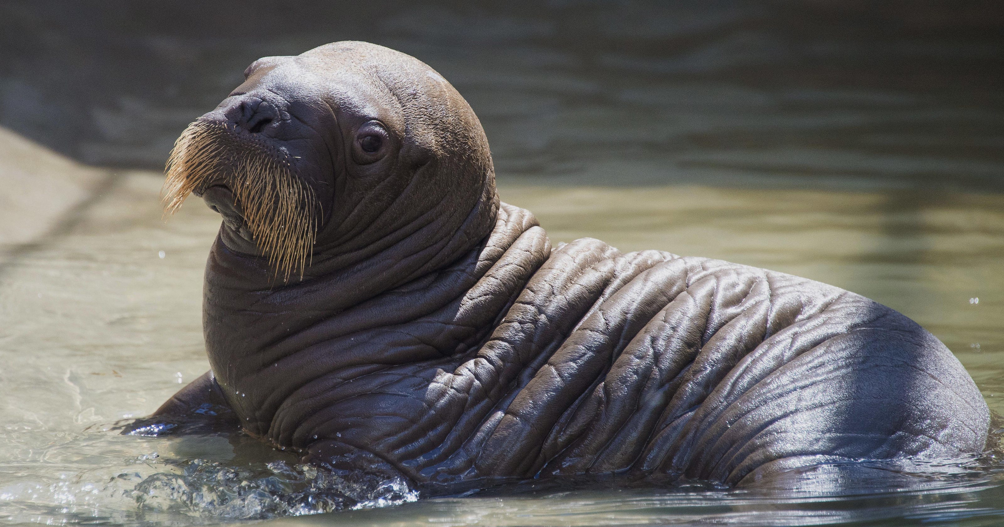 Baby walrus born at SeaWorld Orlando in Florida