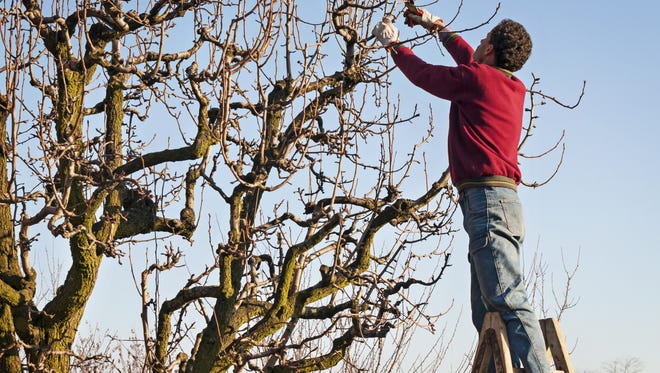 Now that the trees have become dormant for the winter you can begin pruning deciduous trees, but you should wait until late winter or early spring to prune roses (and grapevines).