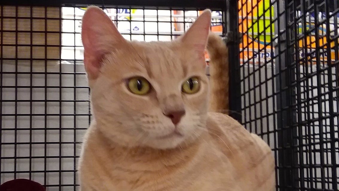 Adopt A Pet Wile E Not The Coyote And More In Phoenix Area Shelters