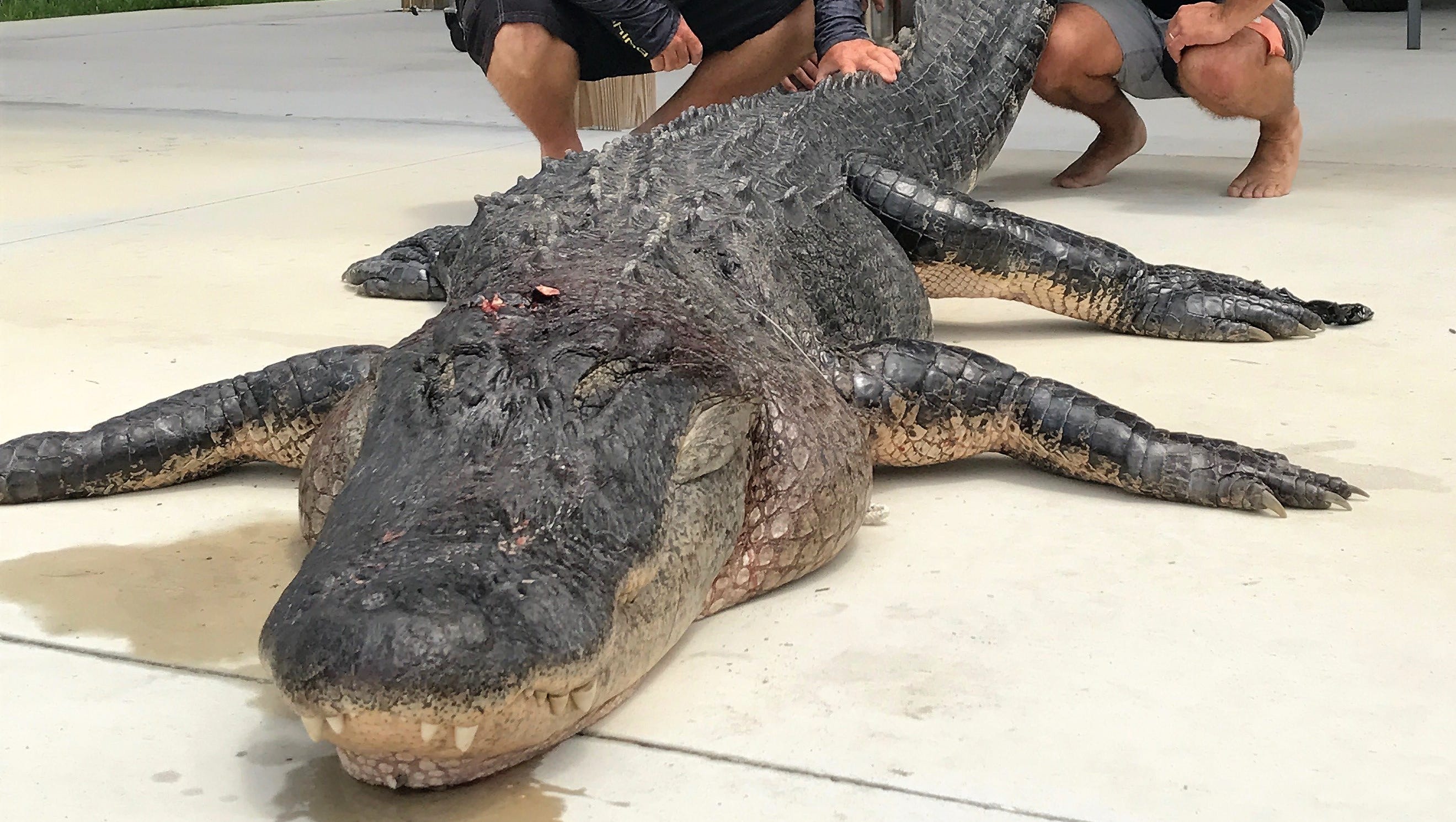 Alligator Hunters Bag Florida S Biggest Gator So Far