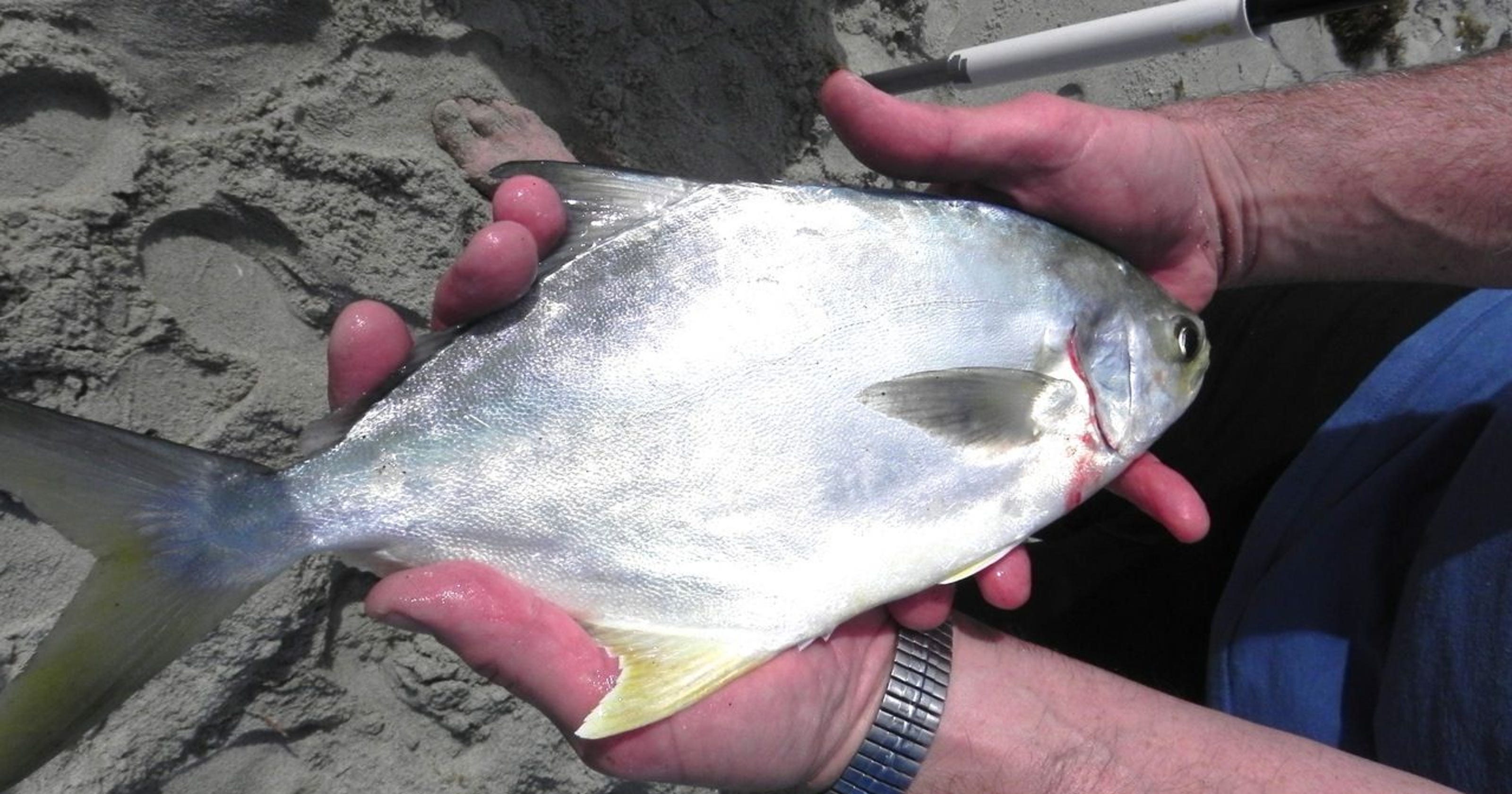 Where To Fish For Pompano On Brevard's Beaches