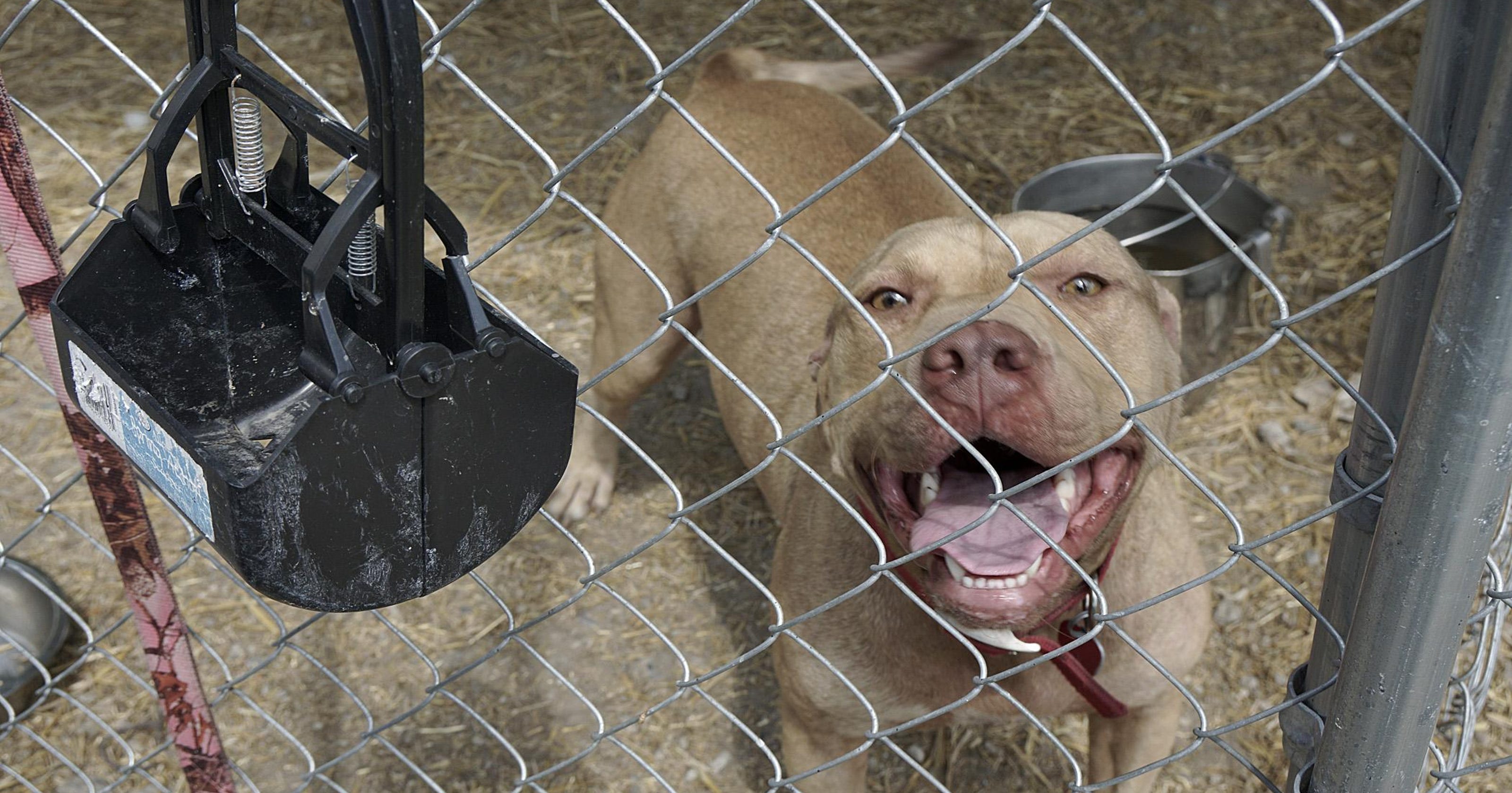 Group helps free dogs from chains