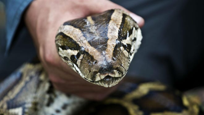 picture Head Burmese Python Drawing catch and kill invasive burmese pythons