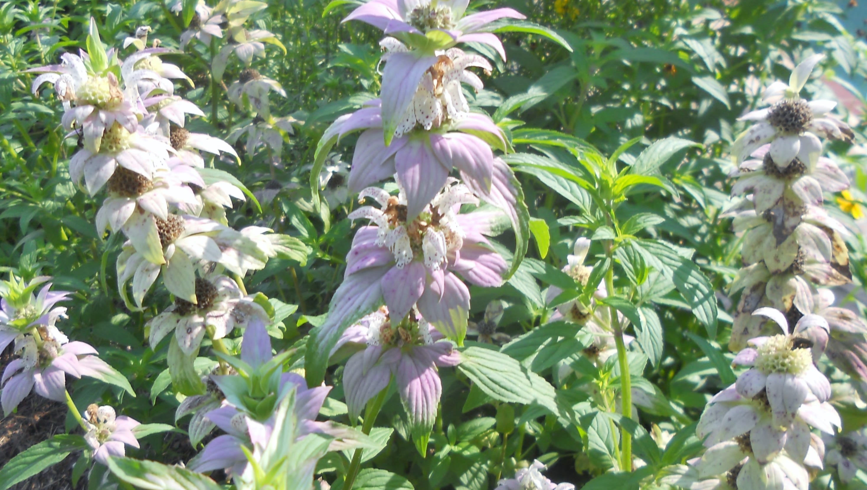 These Plants Will Help You Keep The Mosquitoes Away