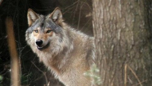Wisconsin had a minimum of 905 gray wolves in the winter of 2017-'18, according to the Department of Natural Resources. The numbers represent a 2% decrease from the previous year.