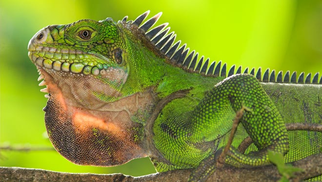 The lizard brain kept our ancestors safe when a panther pounced from a limb just overhead. In an ironic twist, these most ancient parts of the brain are making it difficult for us to think rationally at a time when rational thought is key to our survival.