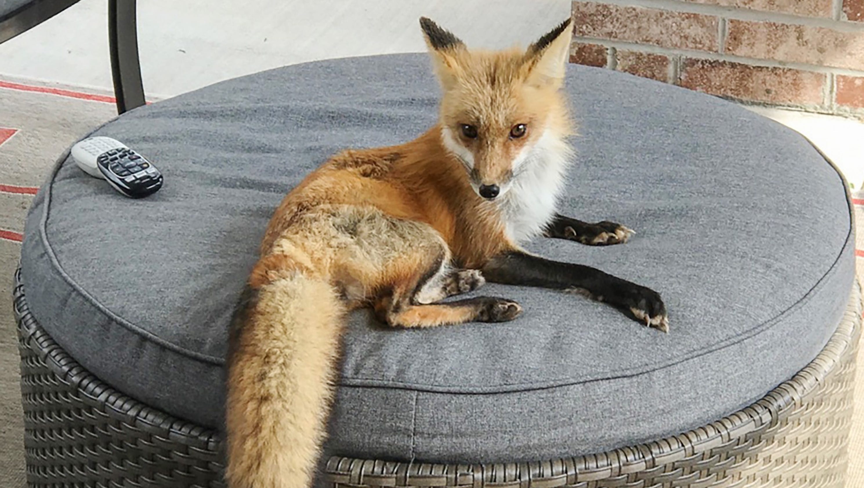 Red fox right at home on Springfield family's patio