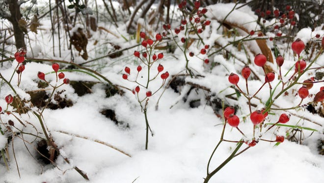 Red berries in the snow in Waynesboro on Saturday.