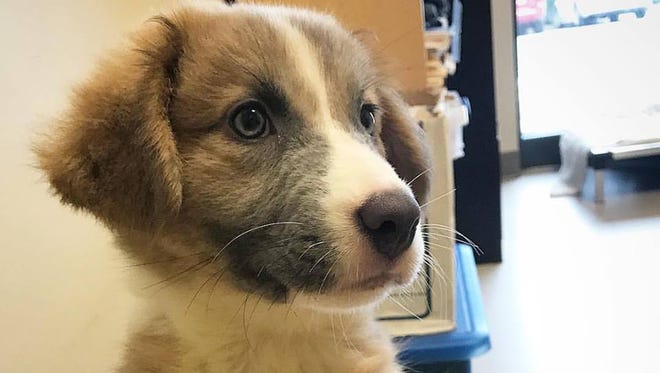This Adorable Great Pyrenees Australian Shepherd Mix In Nashville Needs A Home