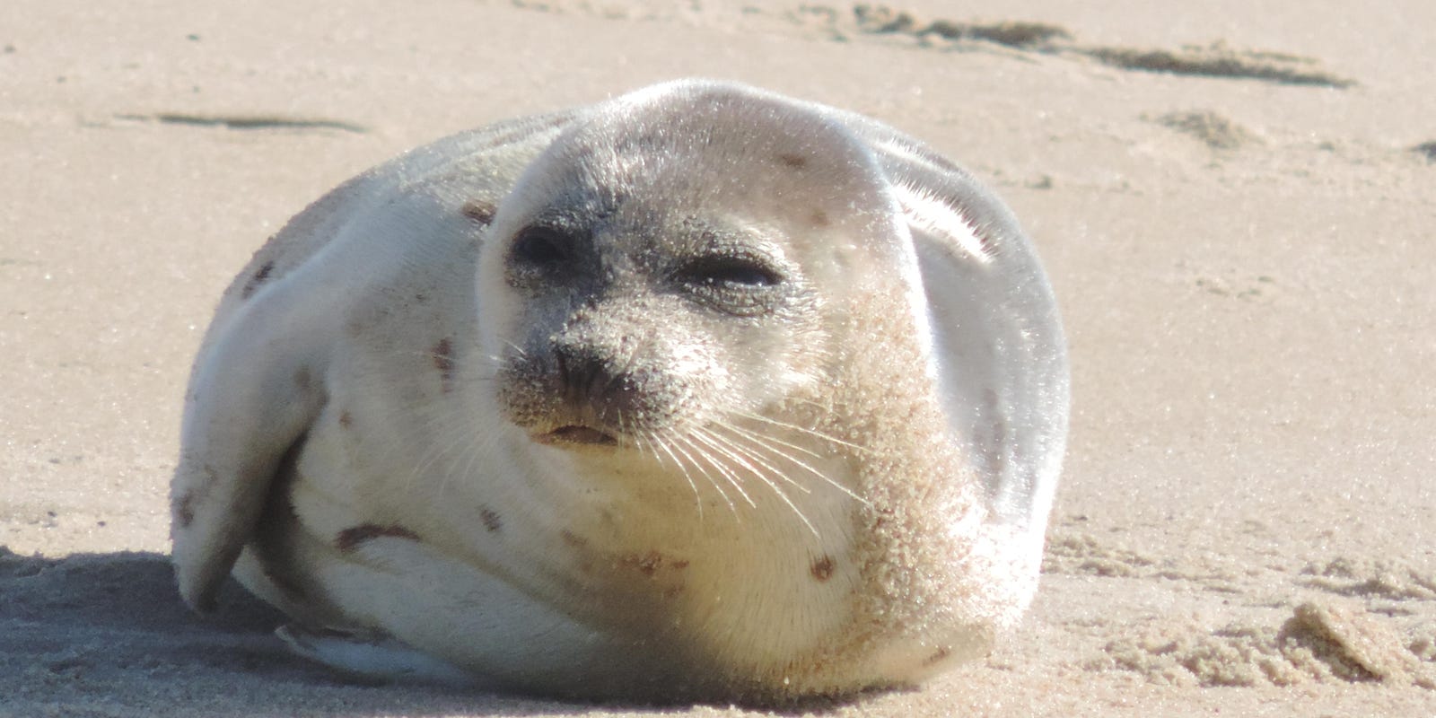 Seals May Look Cuddly But Never Pet Or Feed Them