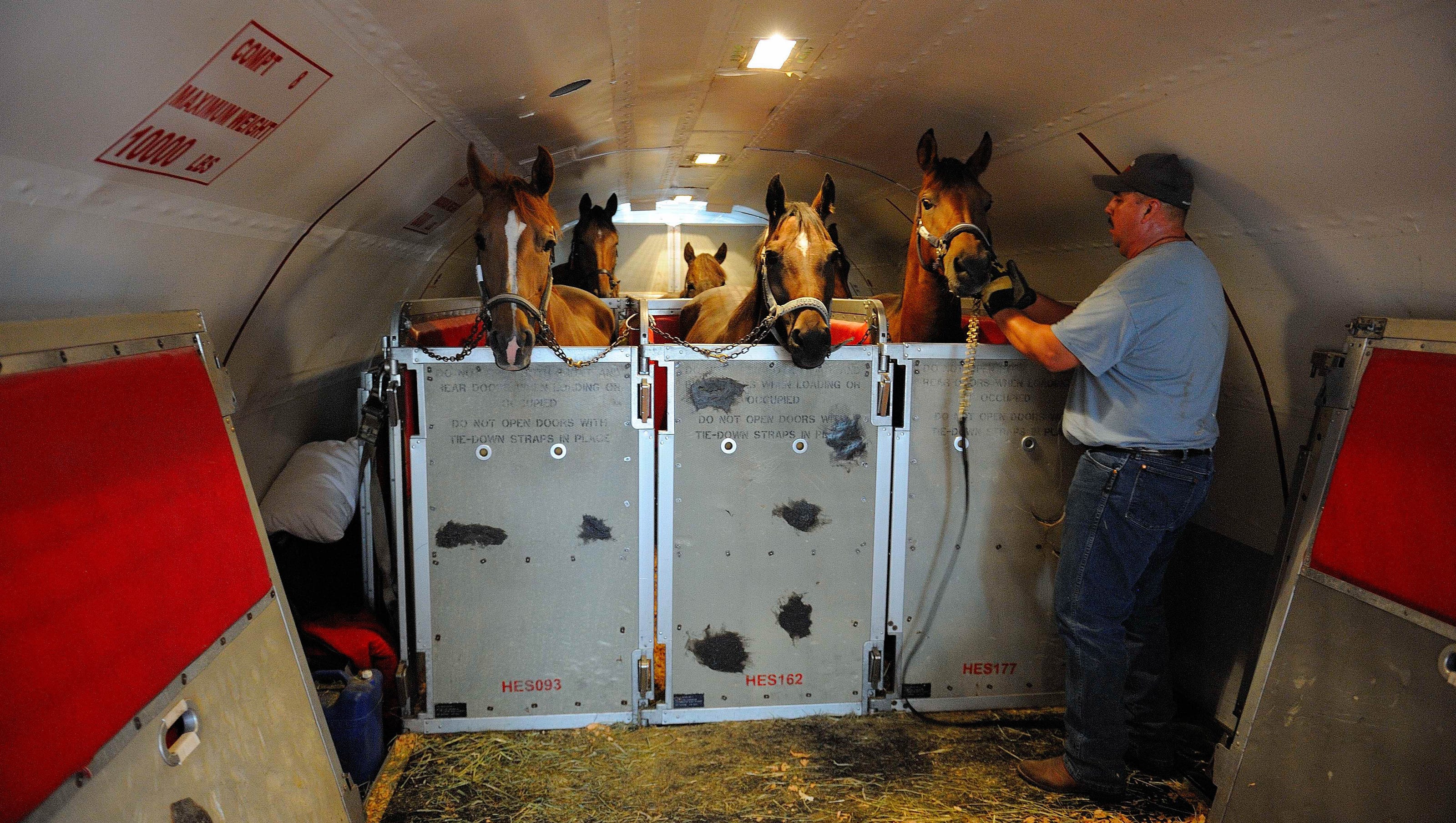 horse travel on plane