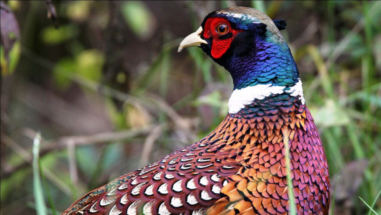 .22 for pheasant huntr .22 for pheasant huntr