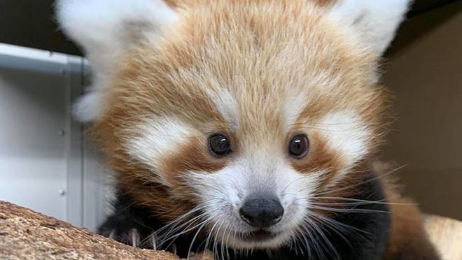 Hello Kodo Buttonwood Park Zoo S Names Its Baby Red Panda Hello Kodo Buttonwood Park Zoo S Names Its Baby Red Panda