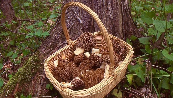 Morels are a delicate and delicious treat.