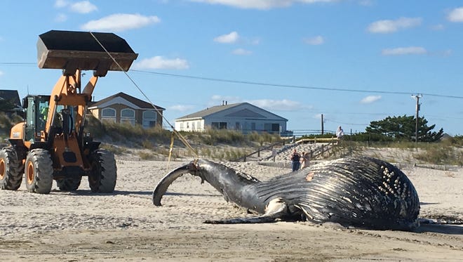 A dead humpback whale is pulled up the beach by a bulldozer after the mammal washed up on the beach at the Jersey Shore in Sea Isle City. N.J., Friday, Sept. 16, 2016.