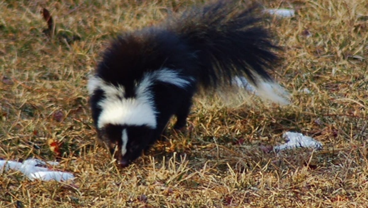 Recognizing The Foul Stench Of Skunks Vultures