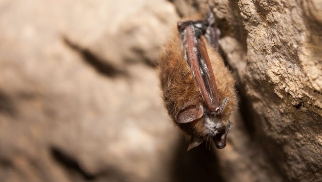 White-nose syndrome is named for the powdery white fuzz that develops on hibernating bats' noses, ears and wings.