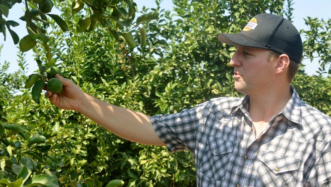 Scott Ritchie, a Tulare County citrus farmer inspects a young lemon growing in a Woodlake Orchard.