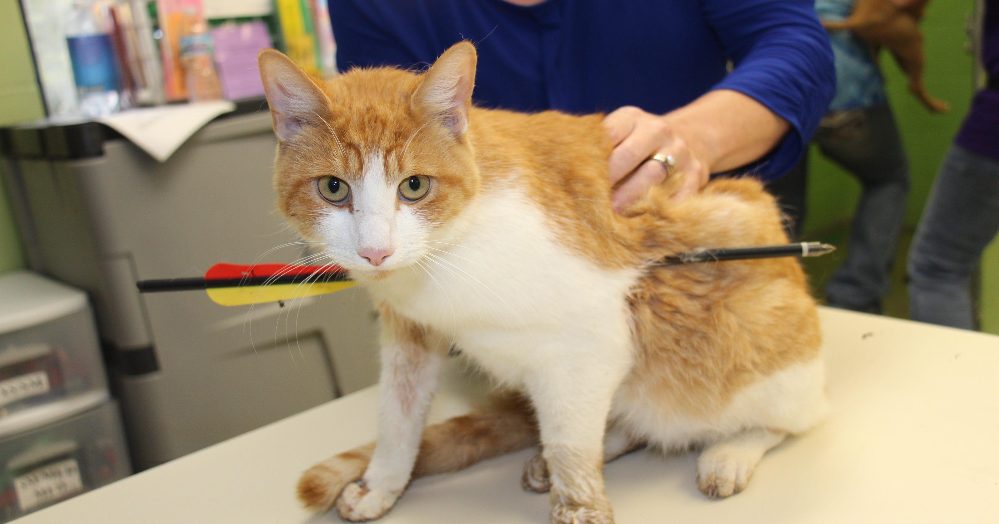 Vets Successfully Remove Arrow From Cat