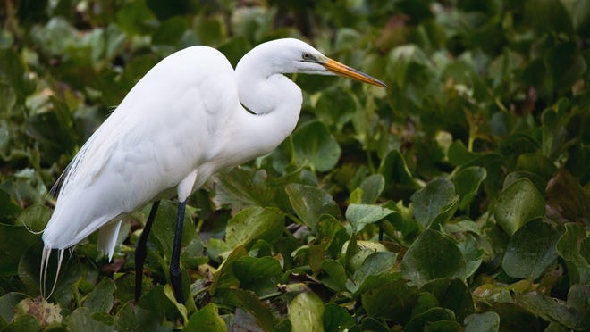 TOP: A great egret can be seen at the Audubon Corkscrew Swamp Sanctuary.