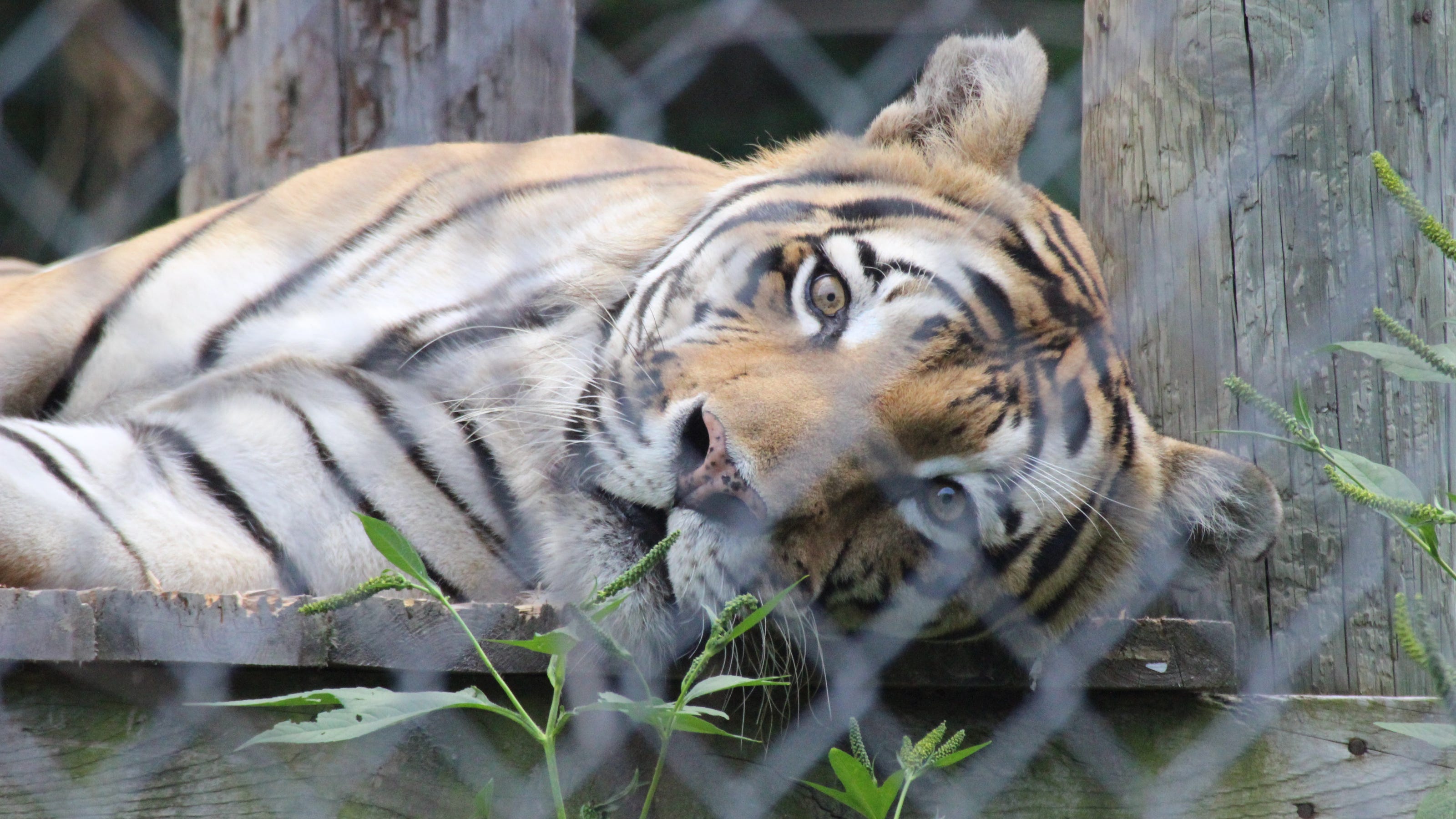 Netflix Docuseries Brings Big Cat Owners Into Focus Netflix Docuseries Brings Big Cat Owners Into Focus