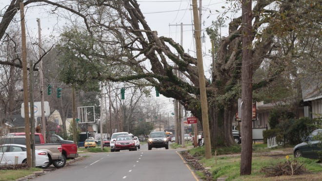 Trees along North 6th Street have been trimmed away from power lines.