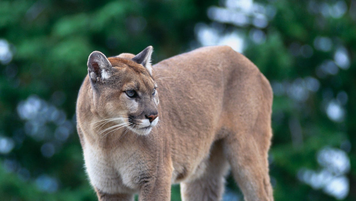 A stock image of a cougar standing on rock.  A "lion-like" animal was recently spotted in Milwaukee, Wis.