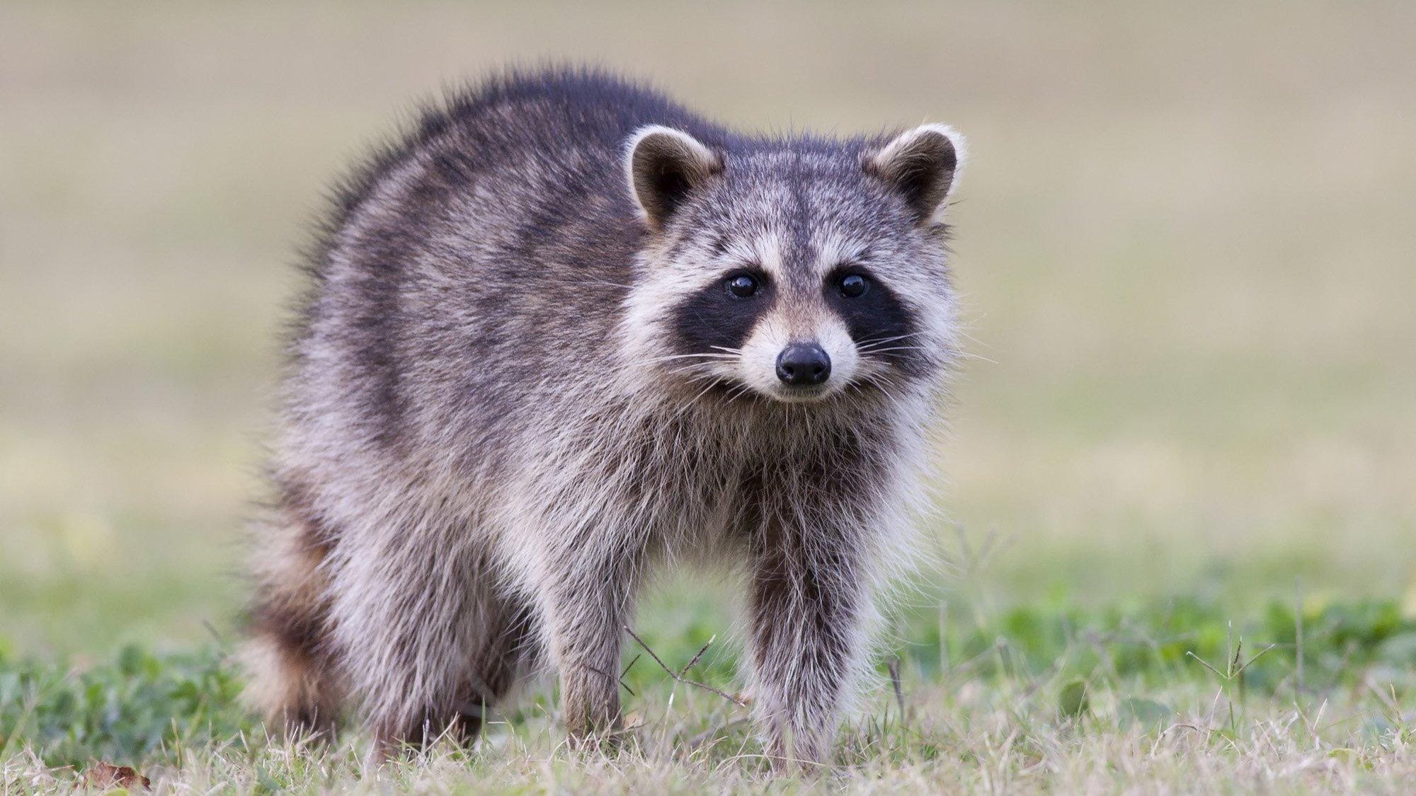 Rabid raccoon reported in Staunton