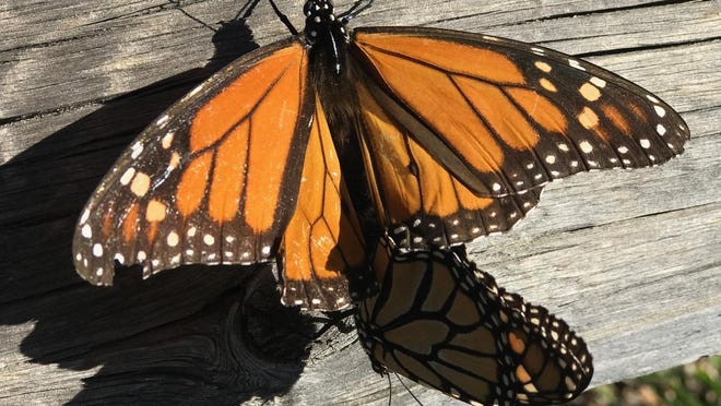 There are 29,000 monarch butterflies in Pismo Beach through the end of the month.