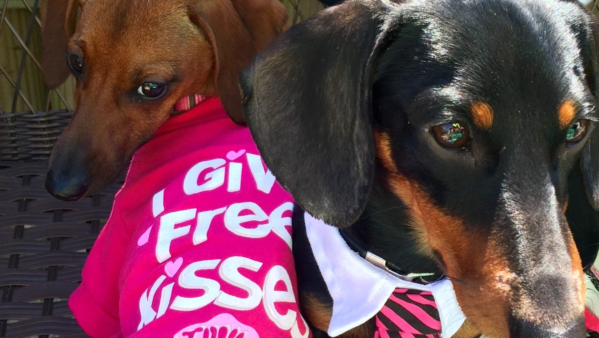 Petpawloosa happening at Coyner Springs Park in Waynesboro Petpawloosa happening at Coyner Springs Park in Waynesboro