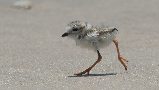 A piping plover chick runs on the beach at Assateague Island.