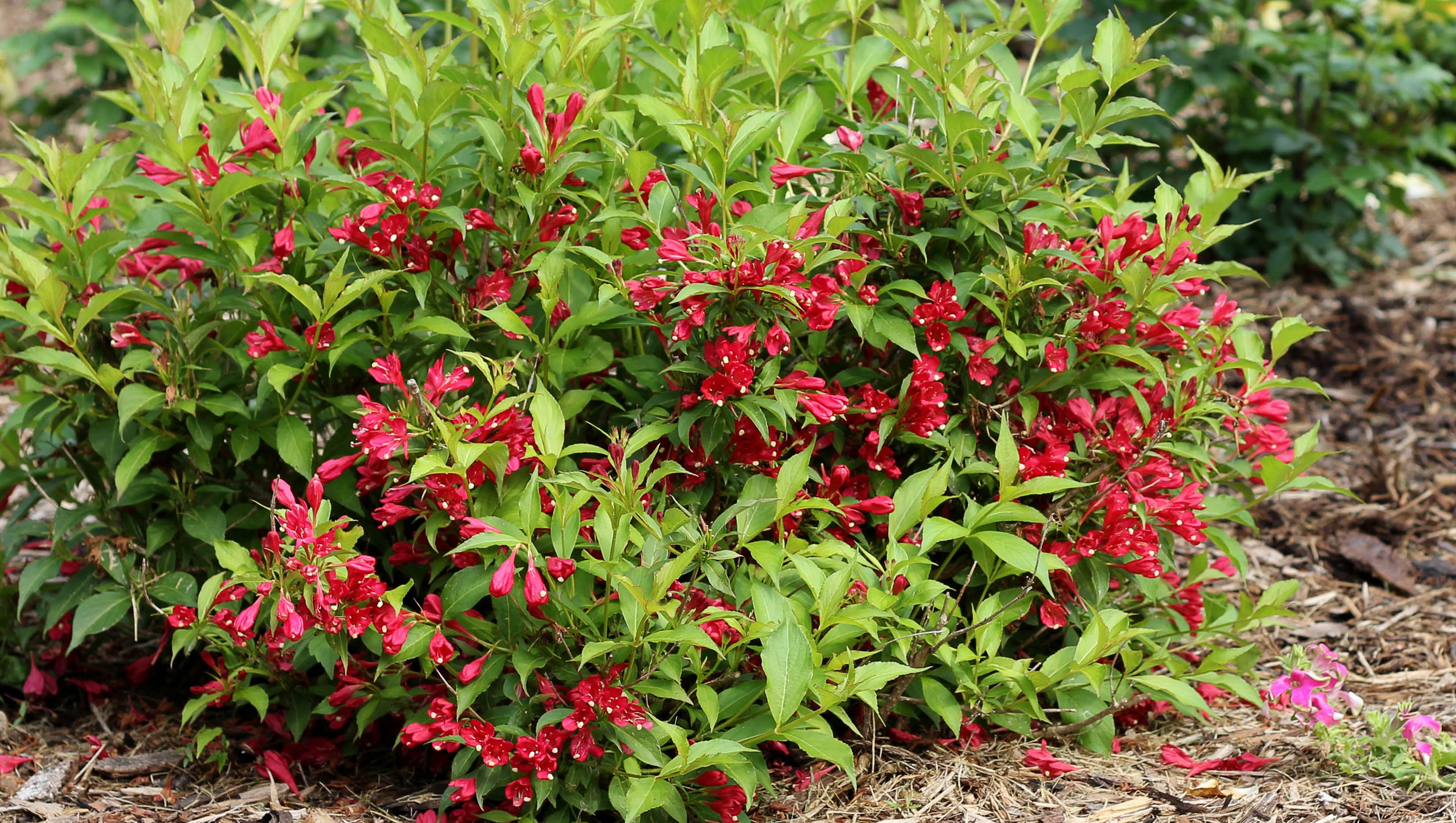 Вейгела На Клумбе фото 7