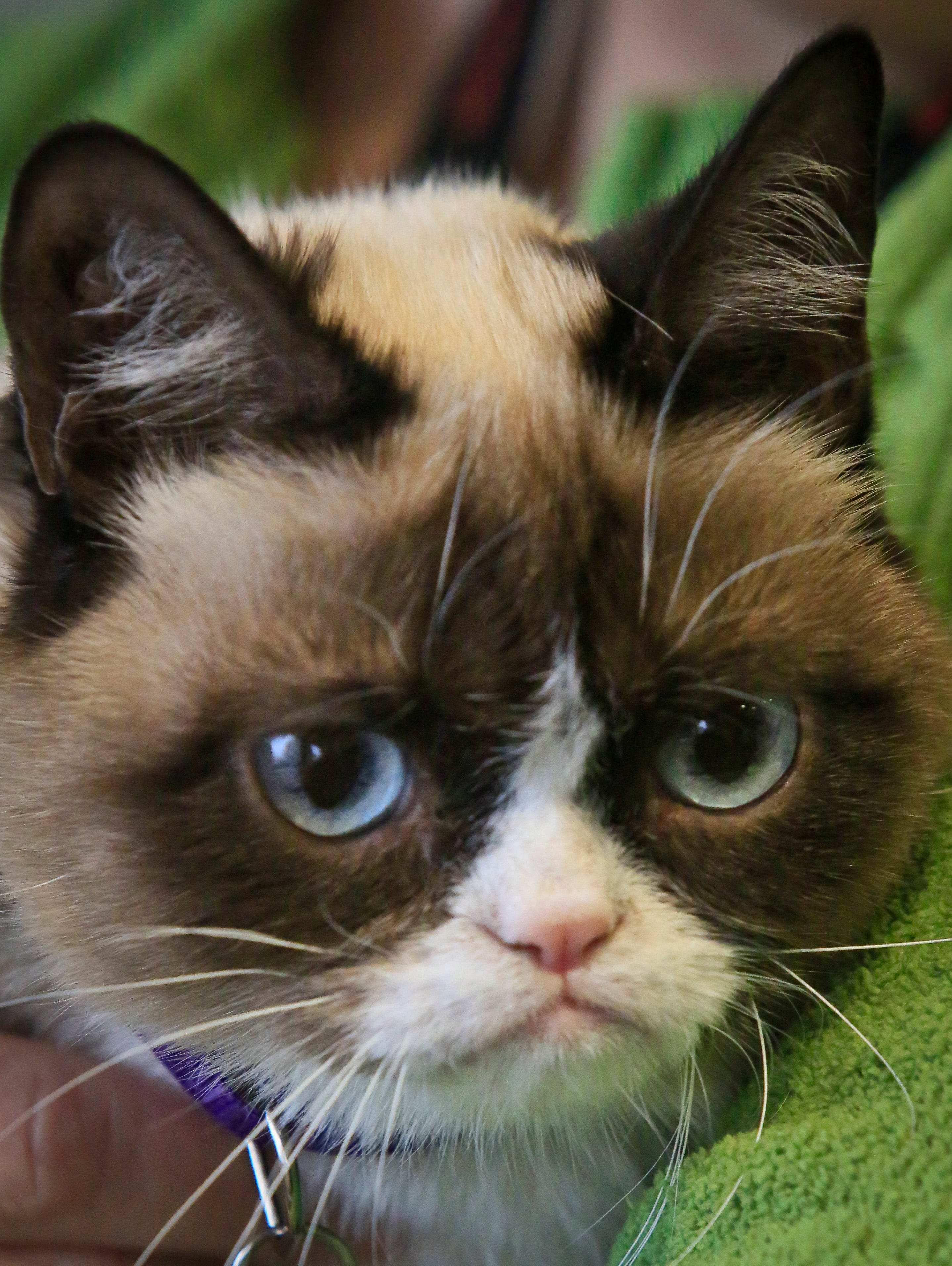 Arizona S Grumpy Cat Has Hit Her Terrible Twos