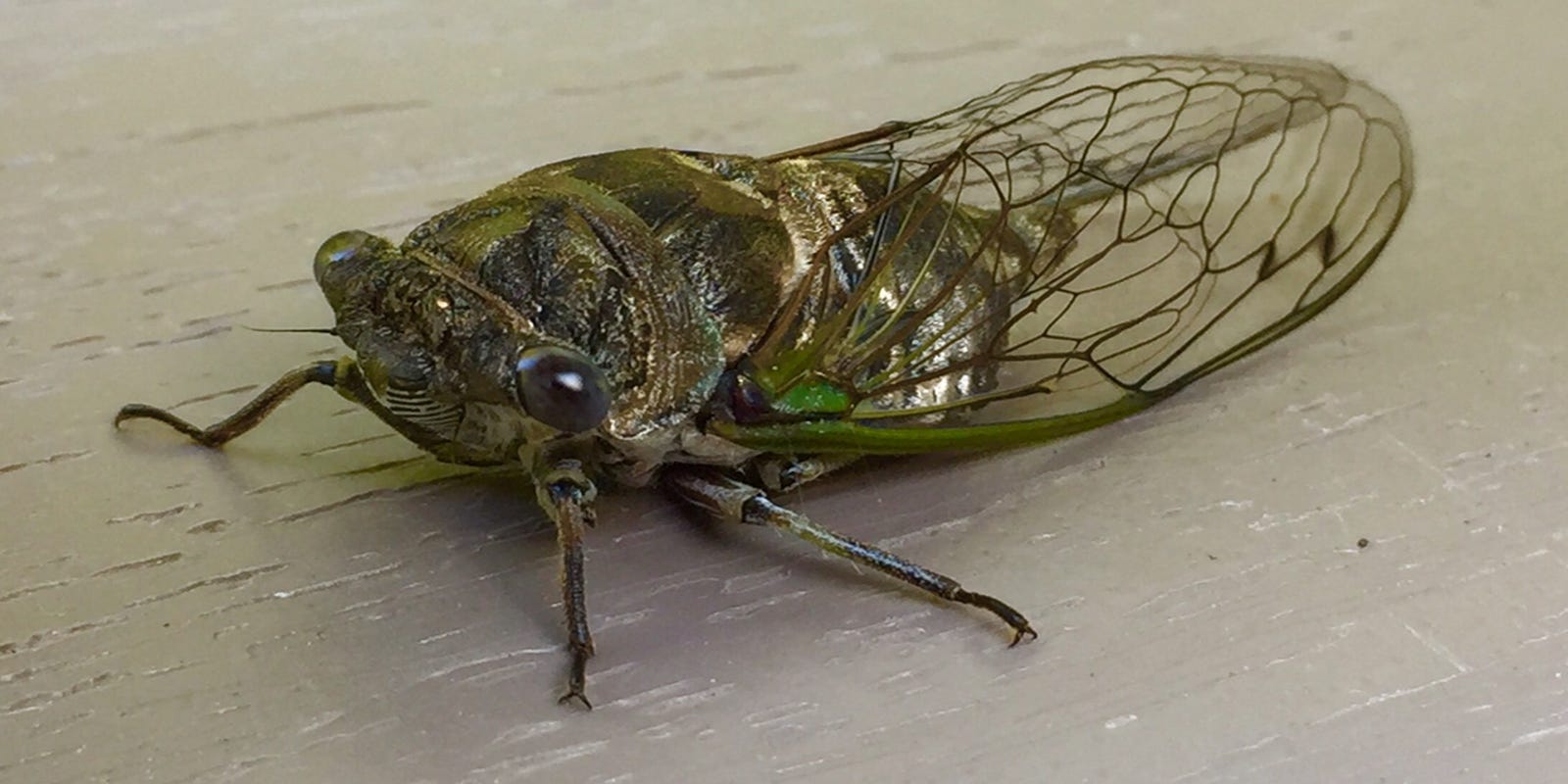 Cicadas an interesting, noisy part of state insect population