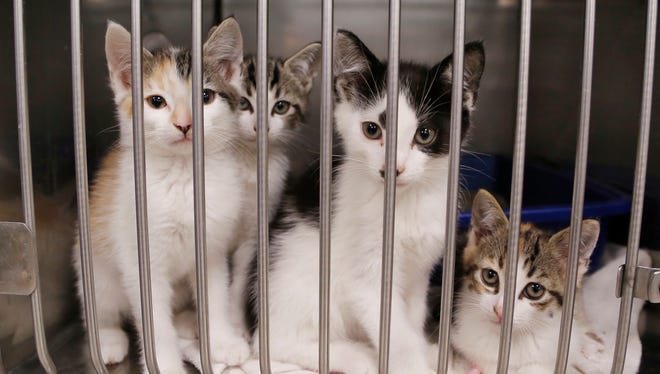 Insane Cat Population Boom Lafayette Lures Spay Neuter Clinic