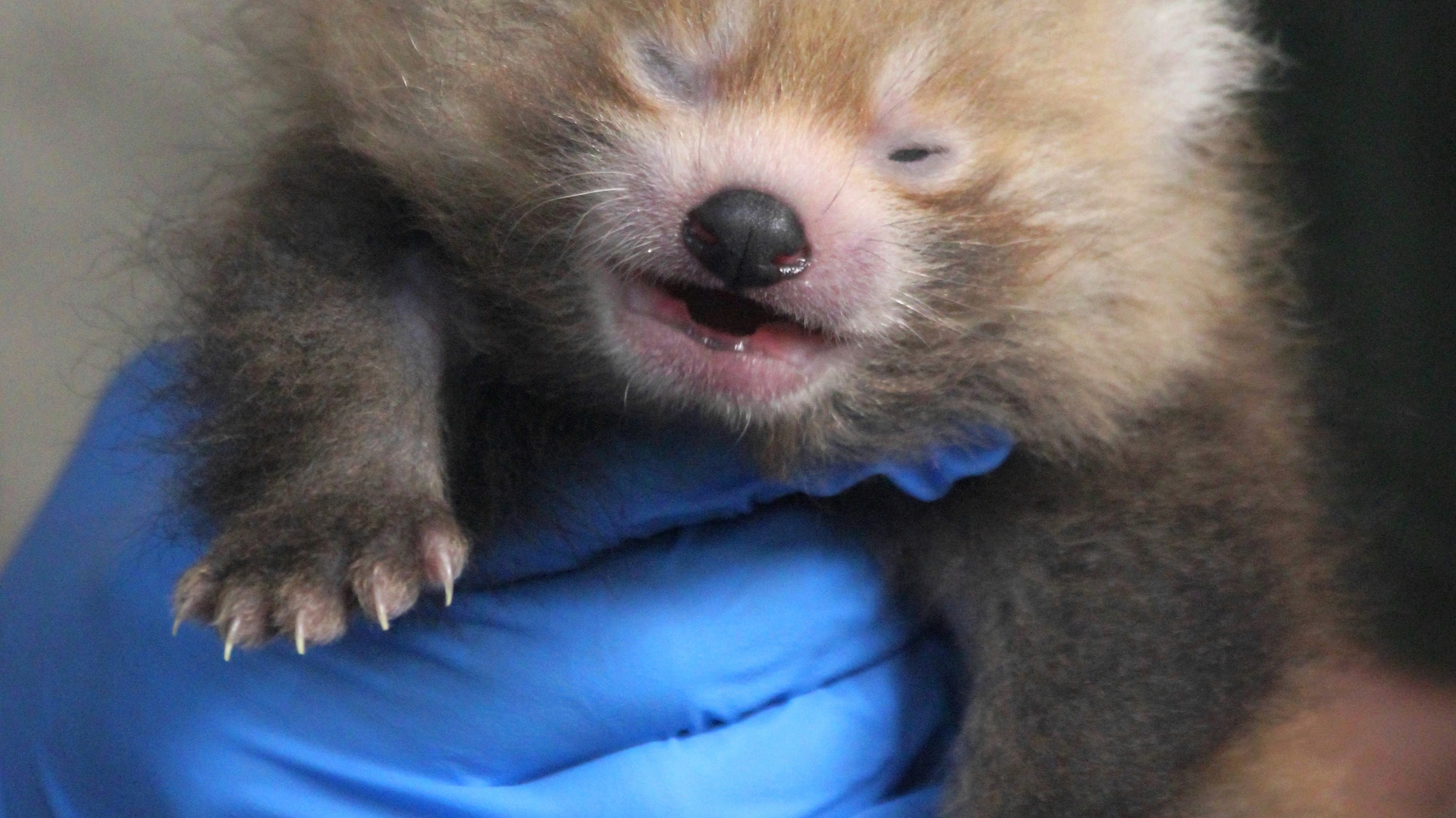 Cuteness Overload New Baby Red Panda Born At Buttonwood Park Zoo