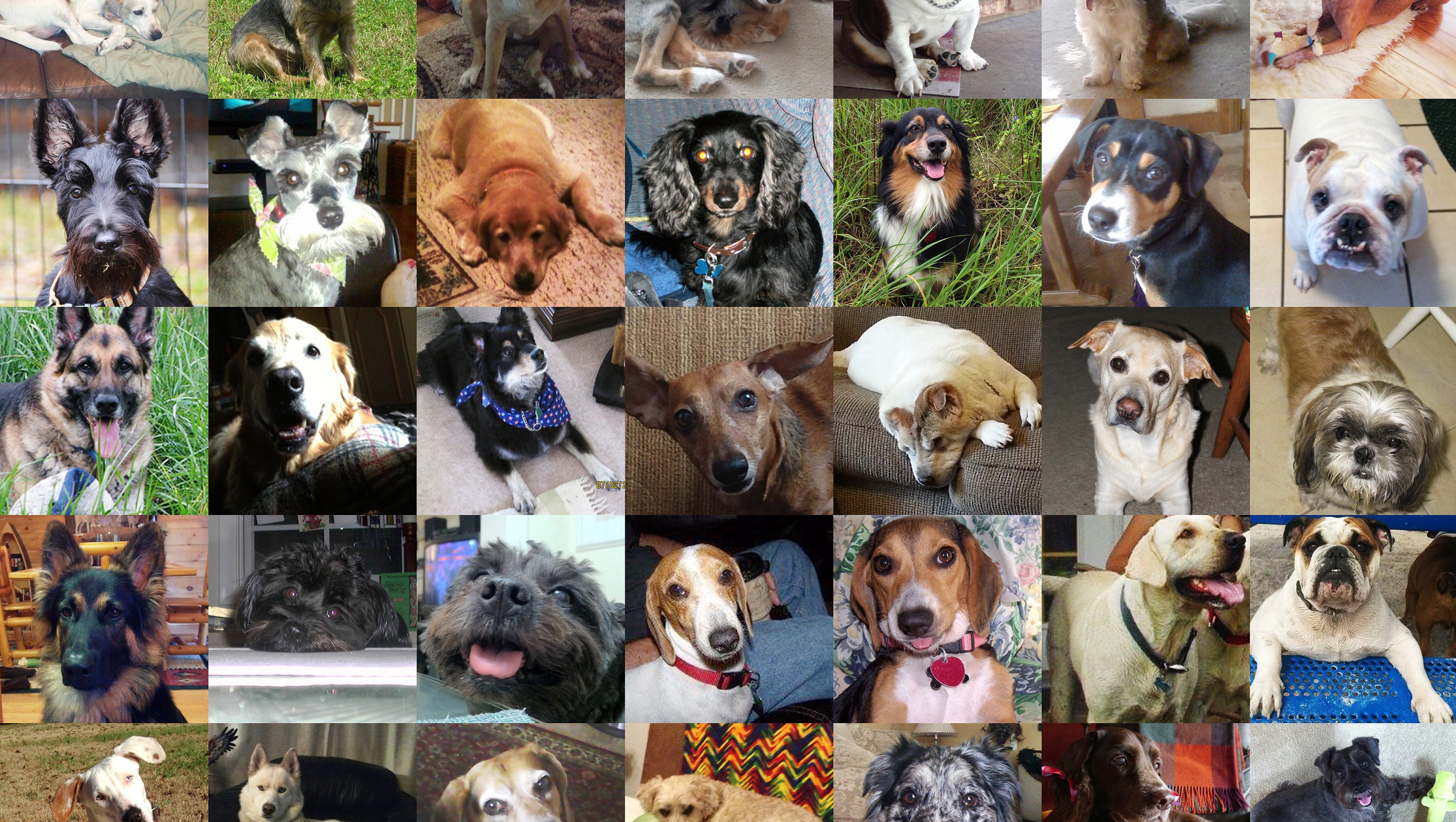 trifexis reviews for small dogs